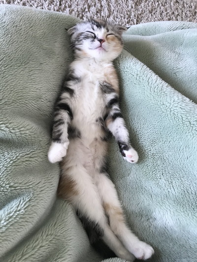 ラムちゃんいろいろ