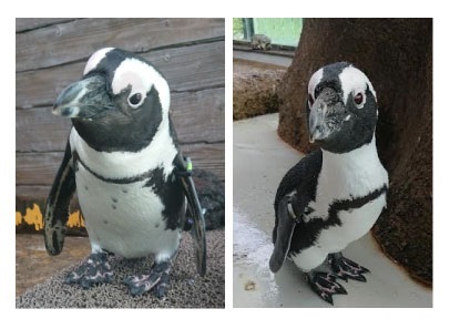 ペンギン相関図