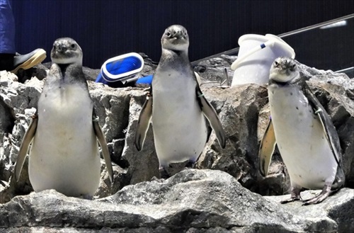 ペンギン相関図