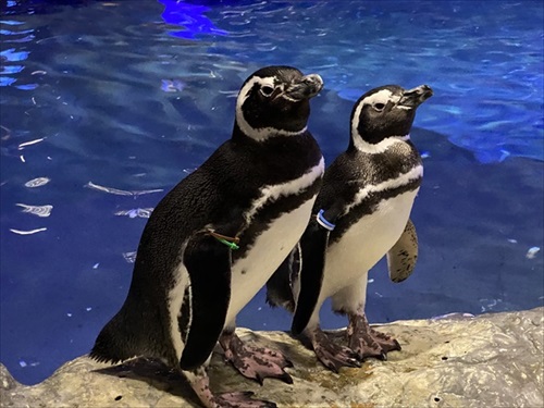 ペンギン相関図