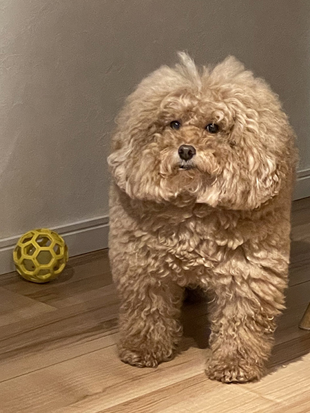 犬