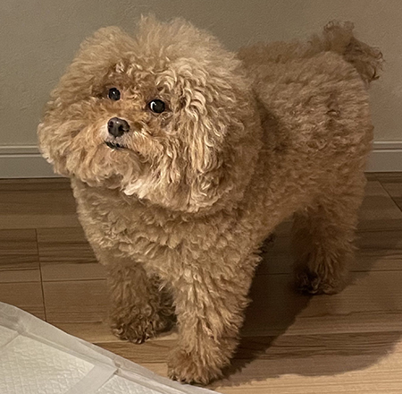 立ち上がるワンコ