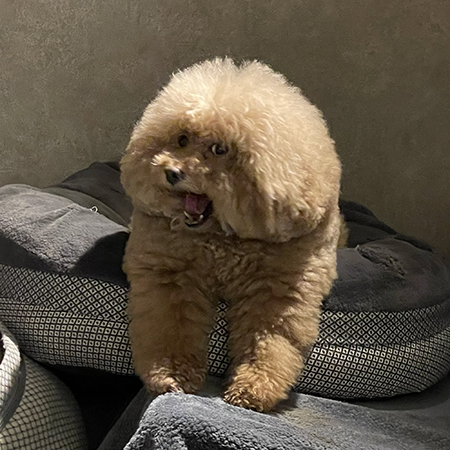 伏せるワンコ口開け