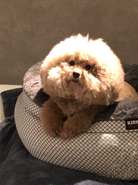 照らされるワンコ