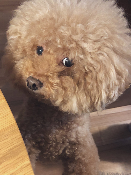 上目遣いワンコ