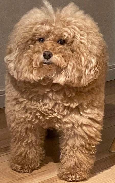 肩幅がおかしいワンコアップ