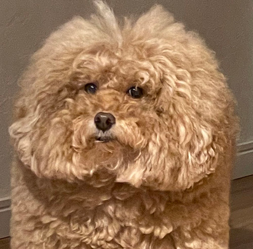 肩幅がおかしいワンコさらにアップ