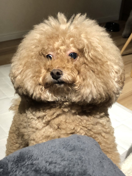 灰色のブランケットとワンコ