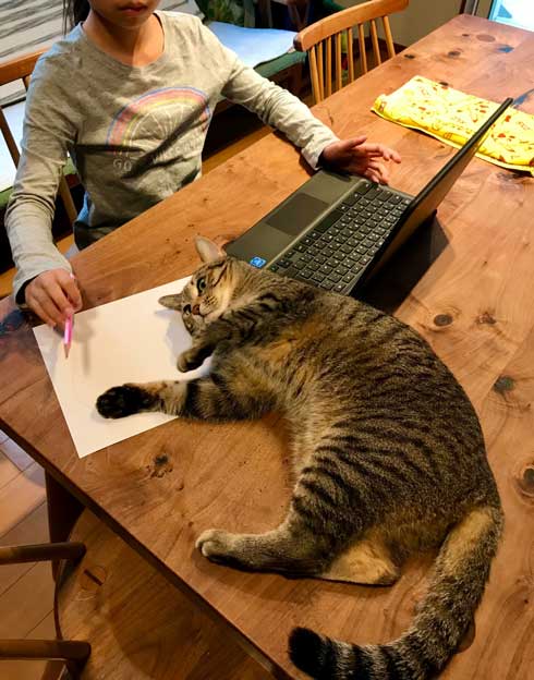 初めて オンライン授業 小学生 波乱の予感 猫 乱入