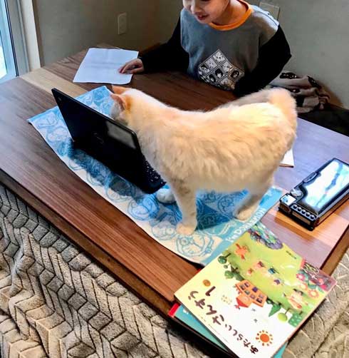 初めて オンライン授業 小学生 波乱の予感 猫 乱入