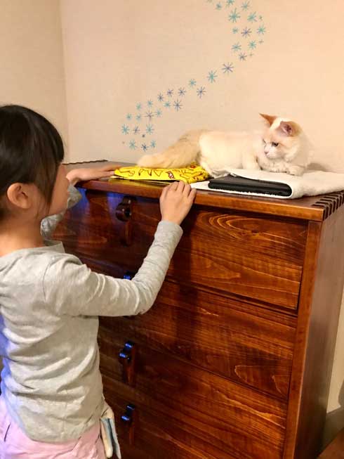 初めて オンライン授業 小学生 波乱の予感 猫 乱入