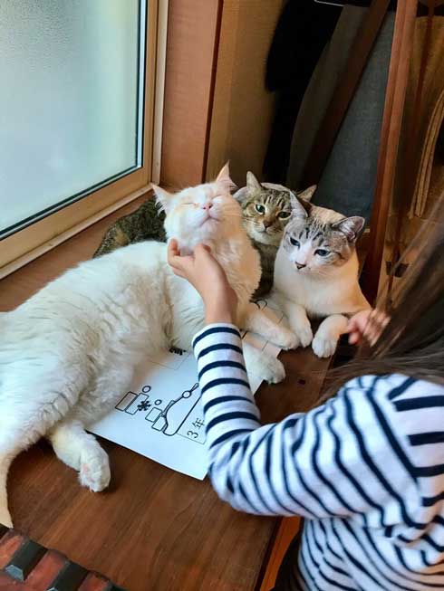 初めて オンライン授業 小学生 波乱の予感 猫 乱入