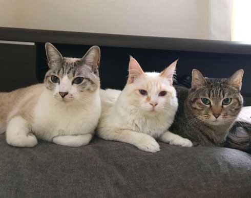 初めて オンライン授業 小学生 波乱の予感 猫 乱入