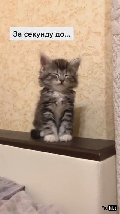 「Adorable Adopted Kitten Tries Not to Sleep || ViralHog」