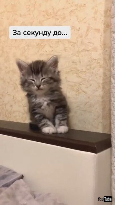 「Adorable Adopted Kitten Tries Not to Sleep || ViralHog」