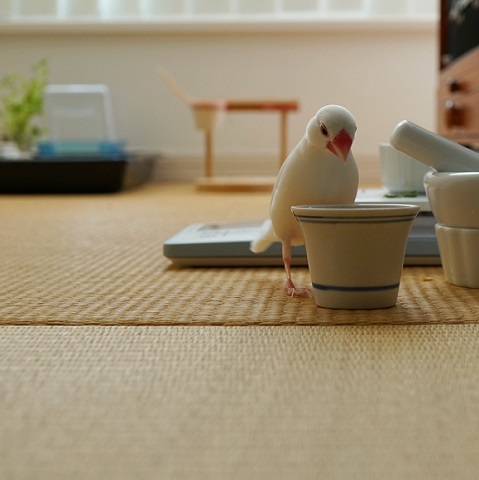 文鳥