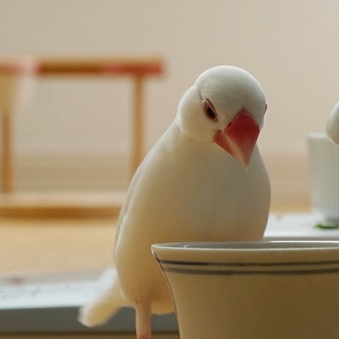 文鳥
