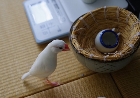 文鳥