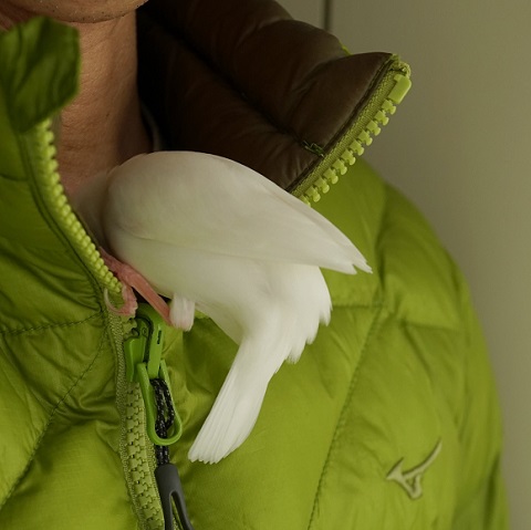 文鳥