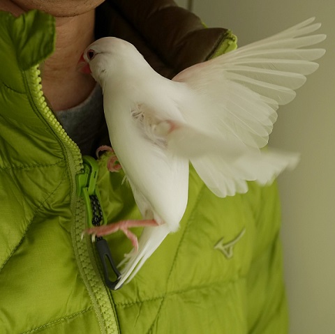文鳥