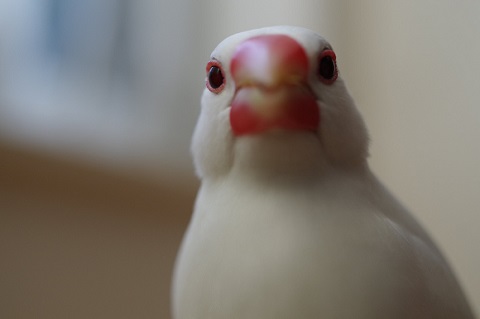 文鳥