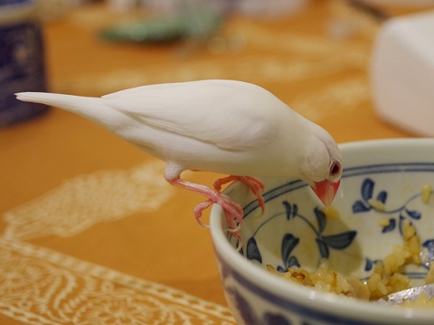 文鳥