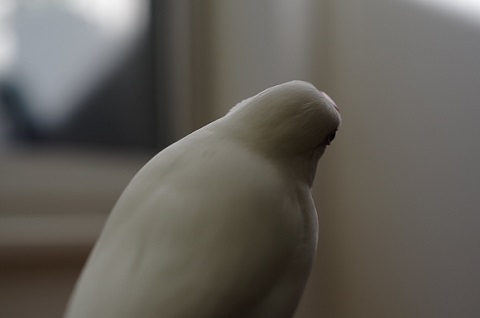 文鳥