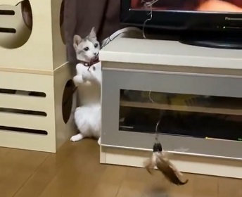 釣りをするネコ ふーちゃん