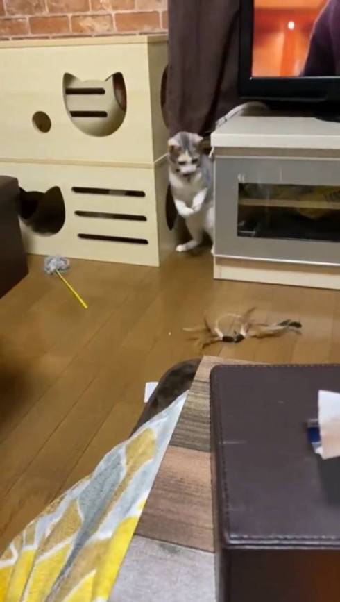 釣りをするネコ ふーちゃん
