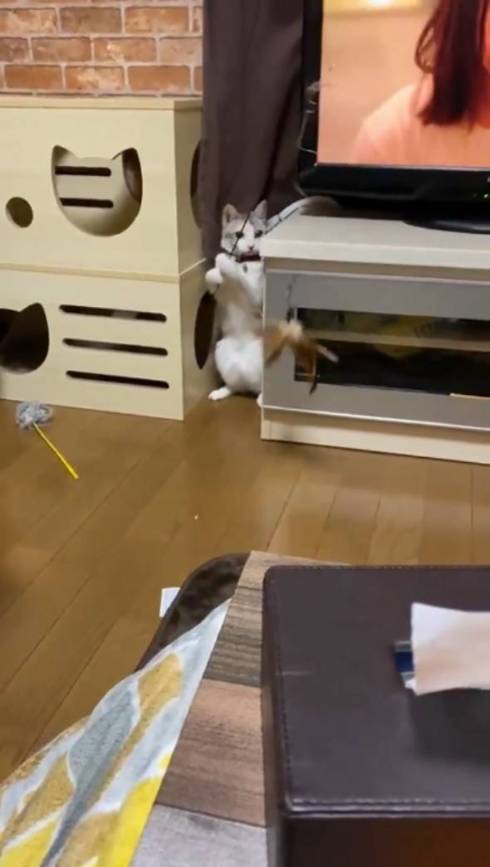 釣りをするネコ ふーちゃん