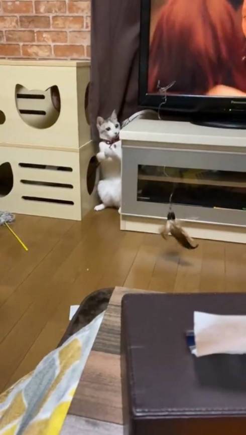 釣りをするネコ ふーちゃん