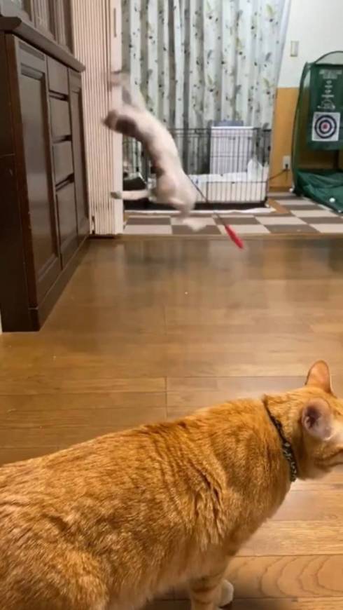 釣りをするネコ ふーちゃん