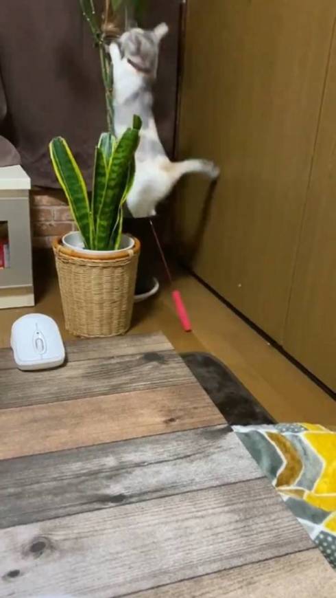 釣りをするネコ ふーちゃん
