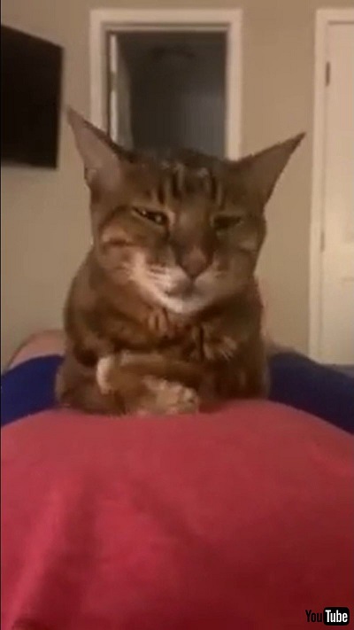 Cat Sits Unbothered On Pet Parent's