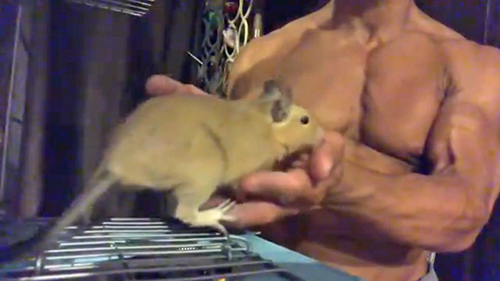 手を確かめるデグーくん