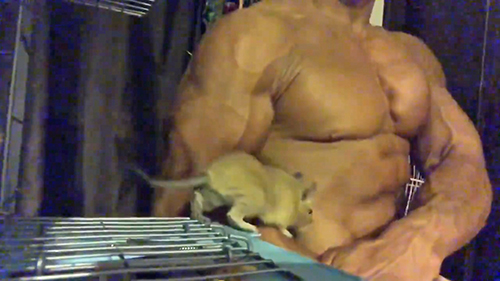 腕に乗るデグーくん