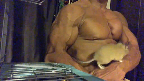 腕の上を歩くデグーくん