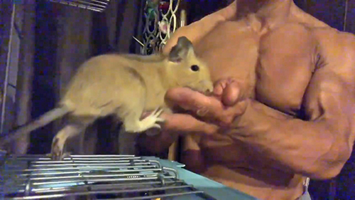 手に後ろ足をかけるデグーくん