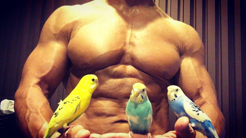 セキセイインコ3羽とマッチョ