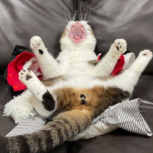 ねこ