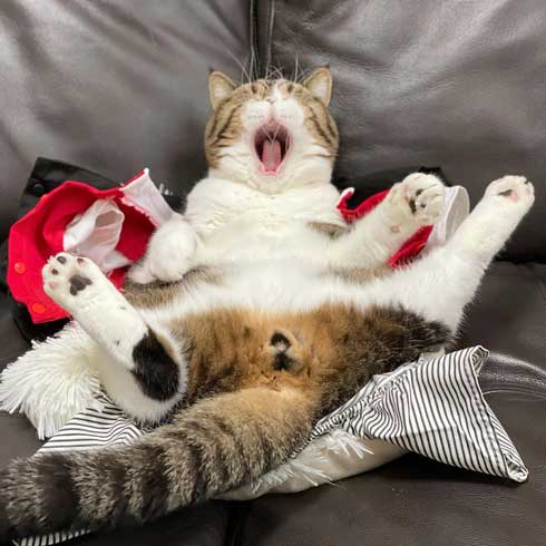 おっぴろげ 猫 まめすけ スコティッシュ かわいい ポーズ