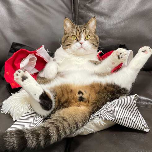 おっぴろげ 猫 まめすけ スコティッシュ かわいい ポーズ