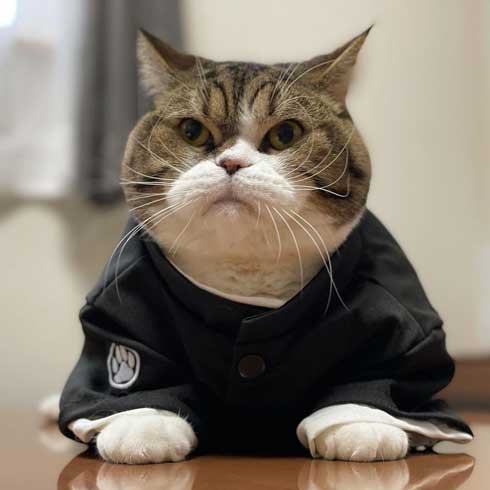 おっぴろげ 猫 まめすけ スコティッシュ かわいい ポーズ