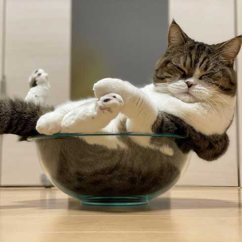 おっぴろげ 猫 まめすけ スコティッシュ かわいい ポーズ