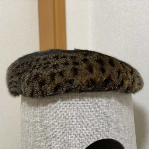 おっぴろげ 猫 まめすけ スコティッシュ かわいい ポーズ