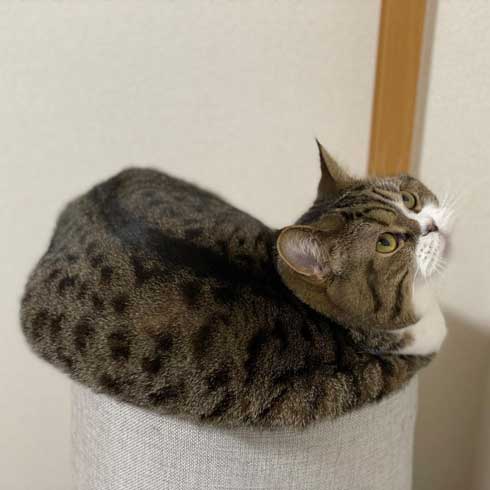 おっぴろげ 猫 まめすけ スコティッシュ かわいい ポーズ