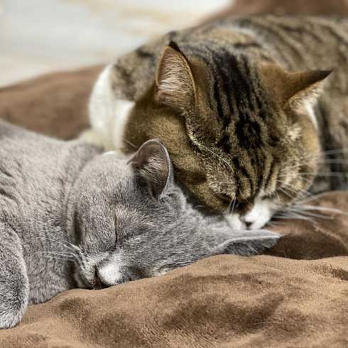 おっぴろげ 猫 まめすけ スコティッシュ かわいい ポーズ