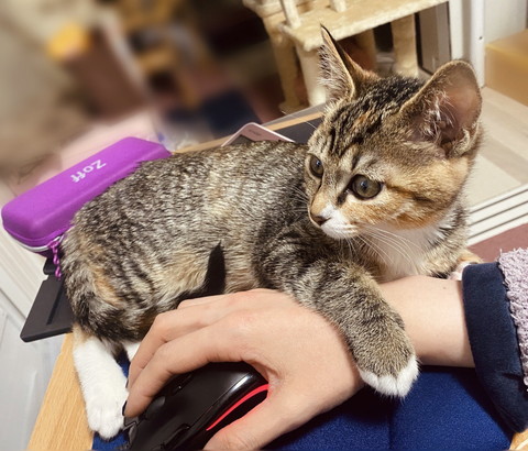 在宅勤務の捗らない理由