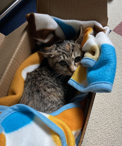 かわいい子ネコちゃんのいろんな姿