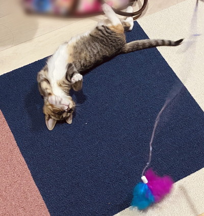 かわいい子ネコちゃんのいろんな姿